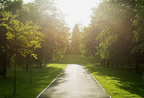 Photo of trees and grass