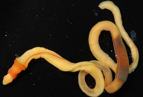 These creatures live in the water and breathe through slits in their guts similar to fish gills.