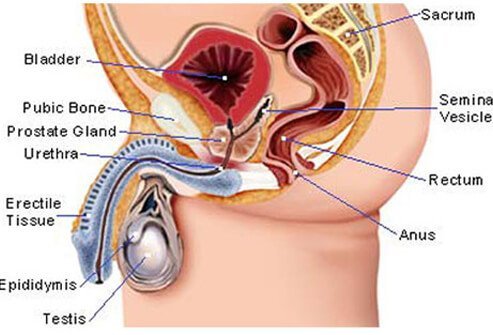 Some doctors suggest a monthly testicular self-exam.