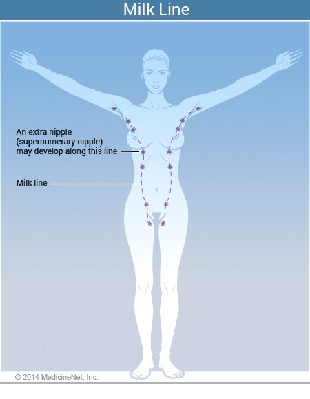 Picture of the milk lines