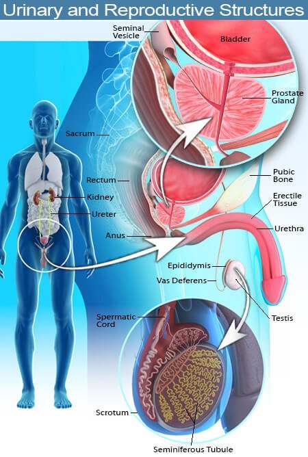 Picture of the urethra