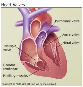 Heart Valves
