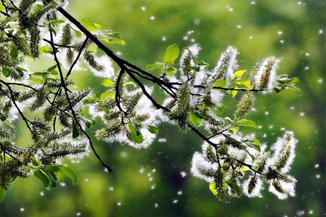 Allergy triggers can also trigger eczema. 