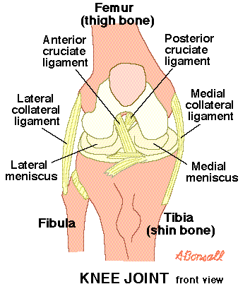 Knee Illustration - LCL (lateral collateral ligament) of the knee