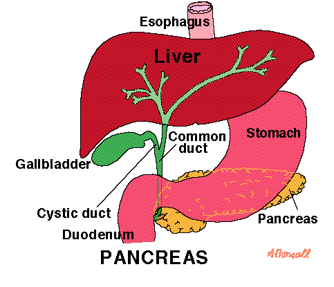 Pancreas illustration - Pancreatic beta cell