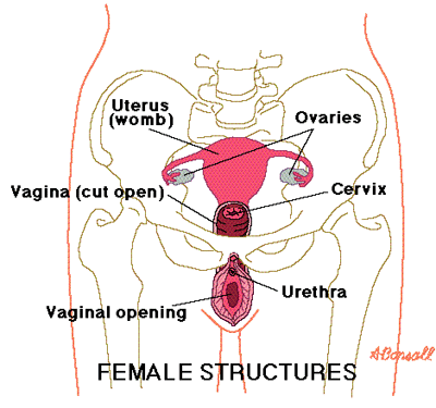 Female Illustration - Egg sac