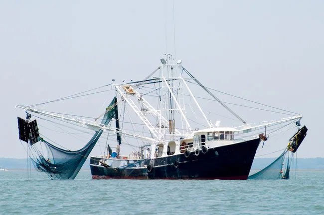 Farmed shrimp are grown in tanks while wild shrimp come from lakes, oceans and rivers.