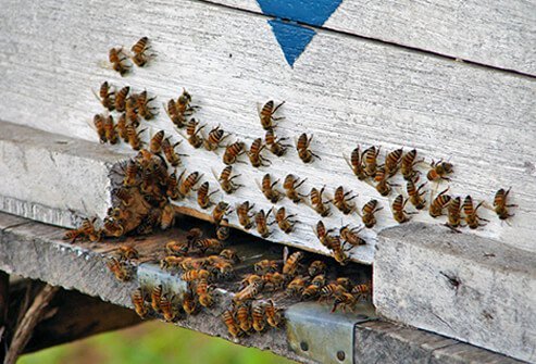 It can be more difficult to prevent insect stings, but there are things the school can do to minimize your child's risk.