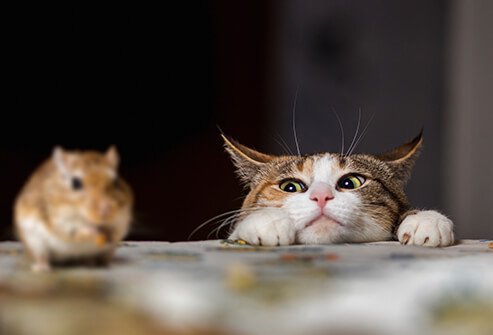 Do you notice sneezing, coughing, red, watery eyes, or skin rashes every time a furry pet is near?
