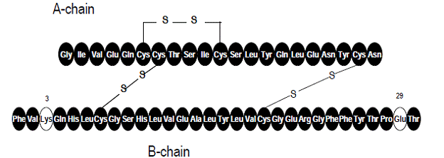 APIDRA® (insulin glulisine) Structural Formula Illustration