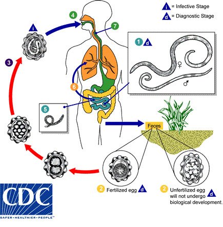 Life cycle of Ascaris lumbricoides