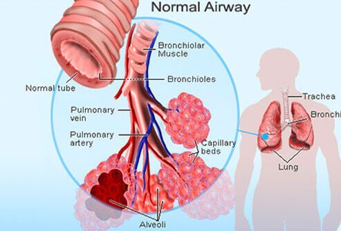 Respiration is the process by which our bodies inhale oxygen and express carbon dioxide.