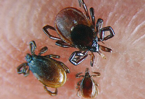 Ticks are often found in plants and brush, and can attach to and bite people and animals.