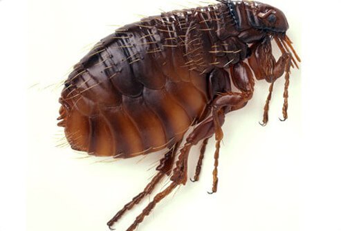 Fleas