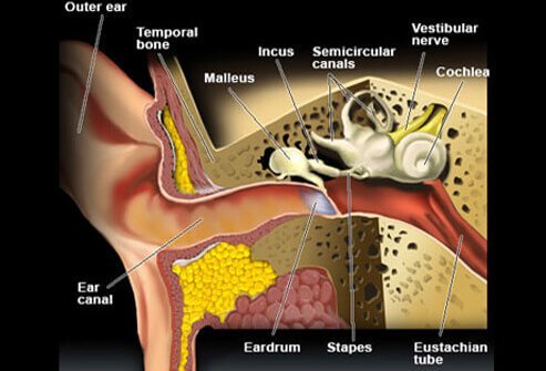 The medical term for all of the parts of the inner ear involved with balance is the vestibular system.
