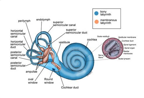 Labyrinthitis is an infection or inflammation of the inner ear that causes dizziness and loss of balance.