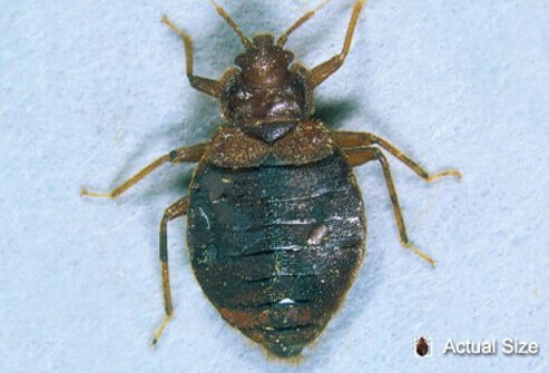Bedbugs are small wingless insects with a flat body.