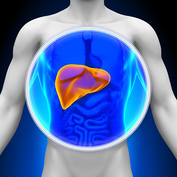 Liver