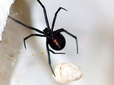 Black Spider Black Spider