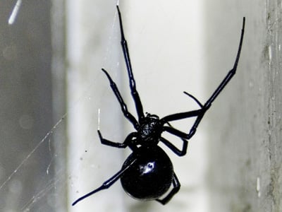 Black Spider Black Spider
