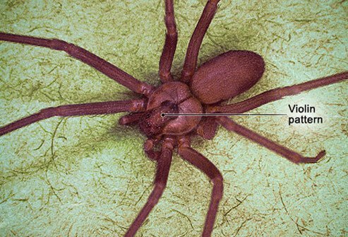 Brown recluse spiders are notable for their characteristic violin pattern on the back.