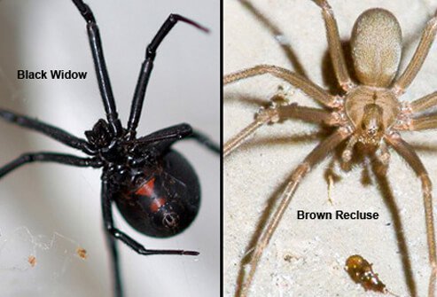 Pictures Black Widow Spider and Brown Recluse Spider Pictures Black Widow Spider and Brown Recluse Spider