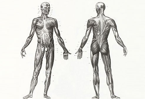 Trigger points are tender areas of muscle that cause pain.