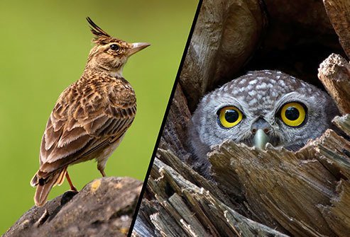 Night owls and morning larks have different circadian rhythms. 