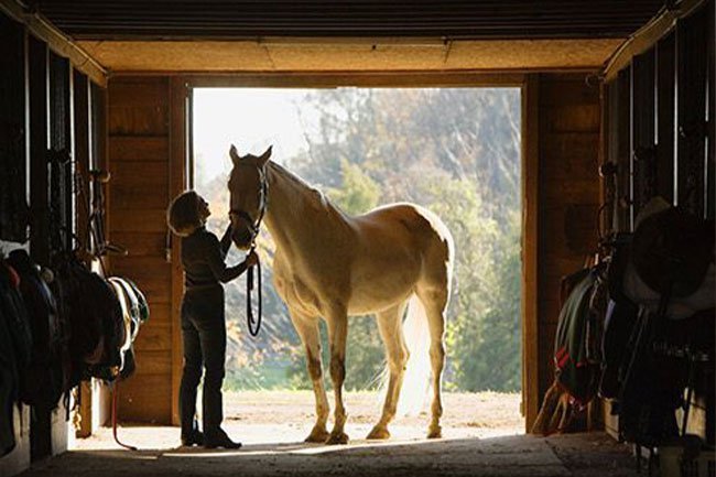 Equine-assisted therapy can help you feel less stressed and more in touch with your emotions. 