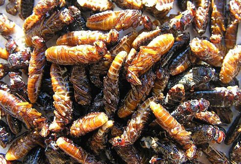 They may be best known for chewing through wood, but in Africa and other parts of the world they're known as food.