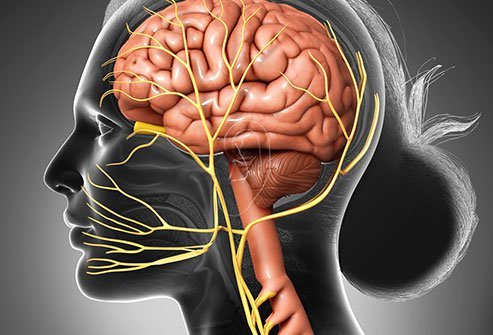 Stimulation of the vagus nerve is used to treat seizures. 