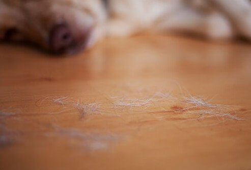 Photo of dog hair.