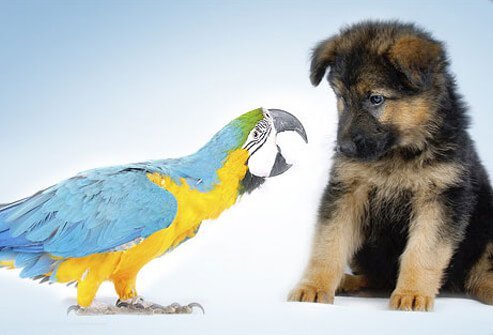 Photo of a parrot and puppy.