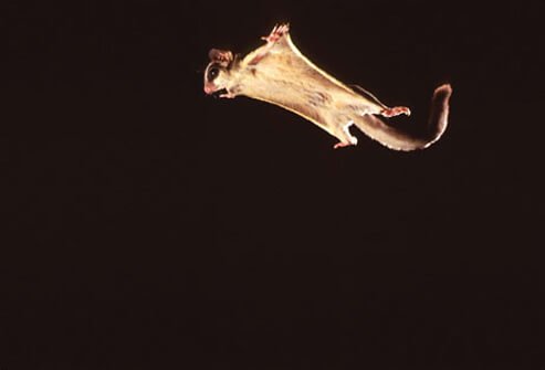 Photo of a sugar glider.