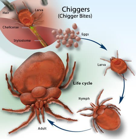 Picture of Chigger Eggs, Larvae, Nymph, and Adult