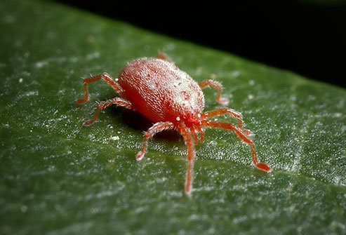 Chigger bites can be treated at home by washing the affected area with soap and water. Calamine lotion and anti-itch creams may also help.