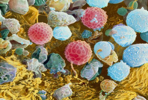 Seasonal allergies are the bane of many children and adults.