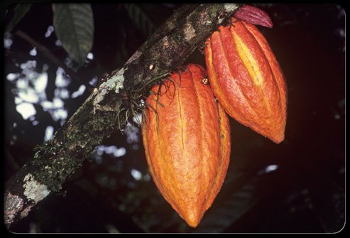 Ripe cacao seed pods before they've been picked.