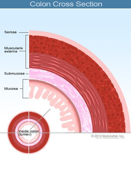 Picture of colon cross section.