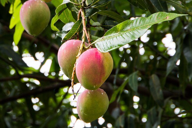Mangoes contain the same toxin, urushiol, that is found in poison ivy and cashews.