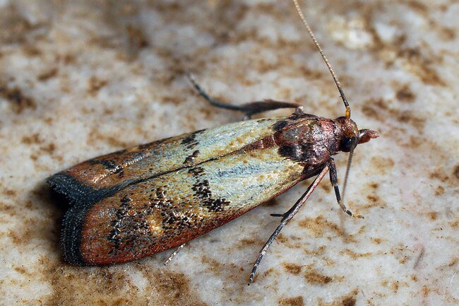 These coppery-winged insects may be the No. 1 invaders in your pantry.