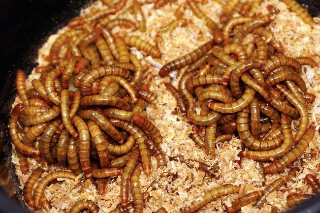 Mealworms love damp, moldy foods, including flour, grains, and birdseed.