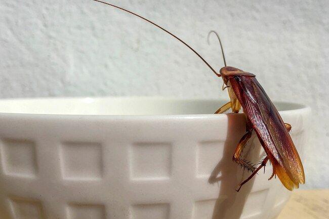These cousins of termites probably take the title for ickiest pantry pests.