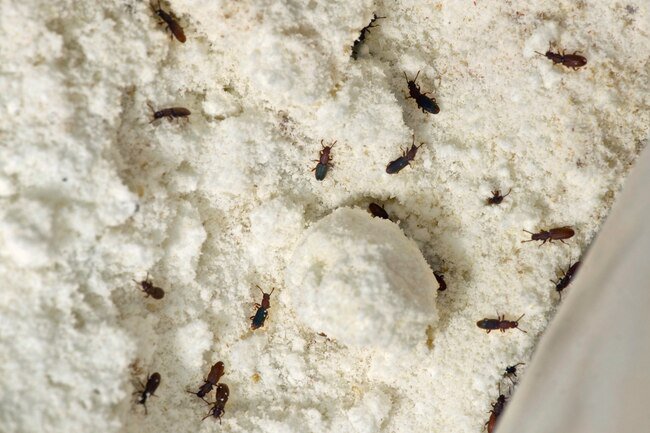 These tiny, dark insects get their name from the teeth that stick out between their head and belly.