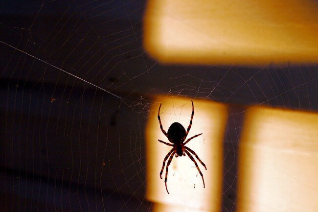Spilled food and trash attract flies, moths, and other menu items for spiders.
