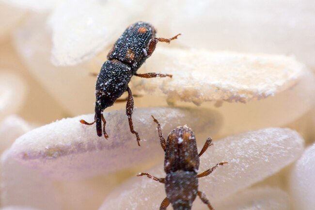 Weevils are a type of beetle that eats plants.