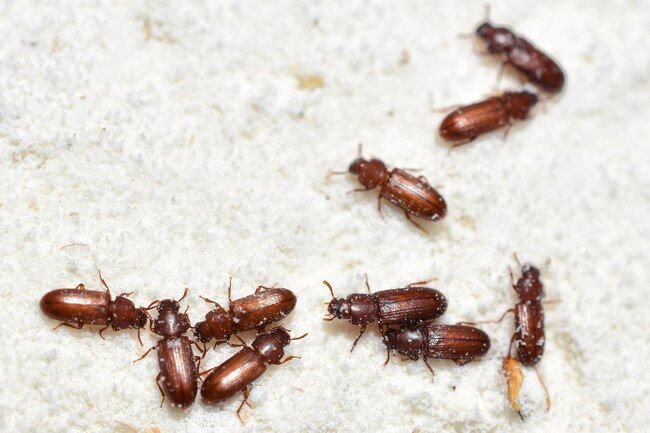 The two most common species are the red flour beetle and the confused flour beetle.