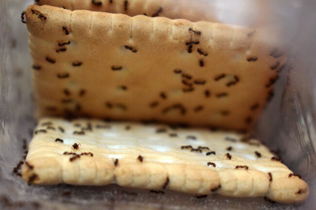 Pharaoh ants and crazy ants are known for their sweet tooth.