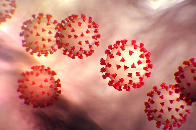 While many kinds of coronavirus infect animals, there are only seven known types that infect humans.