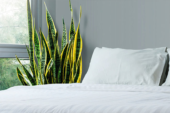 Use plants to freshen indoor air. 